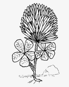 Transparent White Clover Png - Clover Flower Coloring Page, Png Download, Free Download