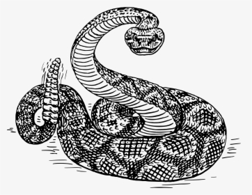 19 Rattlesnake Vector Snake Symbol Huge Freebie Download - Rattle Snake Clip Art, HD Png Download, Free Download