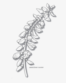 Sweetclover - Line Art, HD Png Download, Free Download