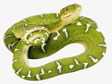 Rainforest Snake Png - Green Snake Png, Transparent Png, Free Download