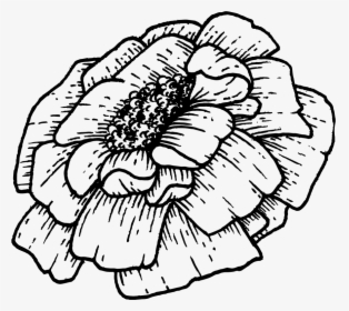 Wild-blossom2 - Illustration, HD Png Download, Free Download