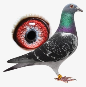 Pride Rock Png, Transparent Png, Free Download