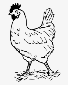 Clipart Black And White Chicken - Hen Black And White, HD Png Download, Free Download