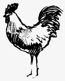 Sketched Chicken, HD Png Download, Free Download