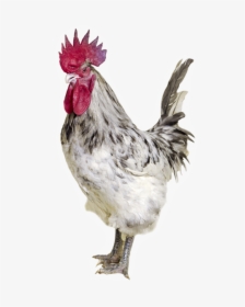 White And Grey Rooster, HD Png Download, Free Download