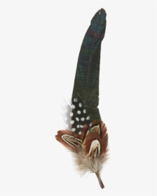 Feather Png Free Download - Insect, Transparent Png, Free Download