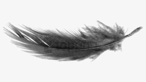 Transparent Bird Feather Png Clipart Free Download - White Feather White Background, Png Download, Free Download