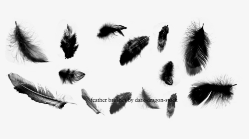 Feather Png Transparent Images Png All - Feathers Brush Photoshop, Png Download, Free Download