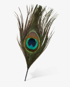 Original Peacock Feather Png - Peacock Feather Images Png, Transparent Png, Free Download