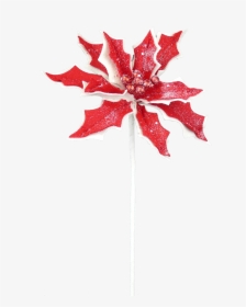 24 - Maple Leaf, HD Png Download, Free Download