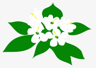 Transparent Poinsettia Clipart - Sampaguita Clipart, HD Png Download, Free Download