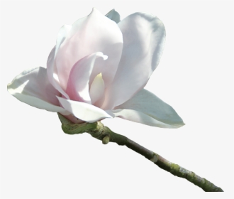 Velvetty White Flower - Virág Png, Transparent Png, Free Download