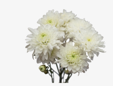 Chrysanthemum Flower White Png, Transparent Png, Free Download