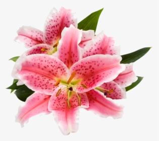Ecoscents Stargazer Lily Wax Melts , Pink (2298x2298), - Stargazer Pink Flower Png, Transparent Png, Free Download