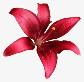 Download Lily Png Free Download - Lilly Png, Transparent Png, Free Download