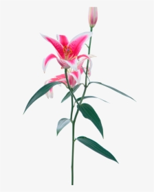 Opens Beautifully Stargazer Lily - Stargazer Lily Transparent Background, HD Png Download, Free Download