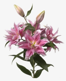 Stargazer Lily Png , Png Download - Li Or Roselily Natalia Double, Transparent Png, Free Download