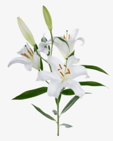 Oriental Lily White - White Oriental Lily Flower, HD Png Download, Free Download