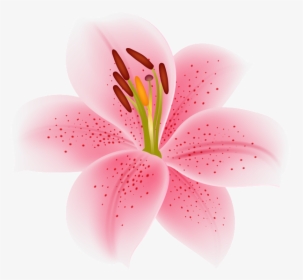 Pink Lilium Flower Transparent Image - Flowers Lilium Png, Png Download, Free Download