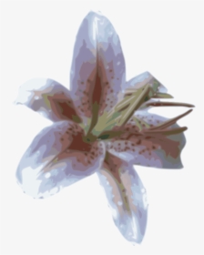 Transparent Stargazer Lily Png - Stargazer Lily, Png Download, Free Download