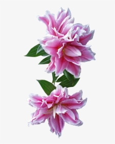 Transparent Stargazer Lily Png - Lily, Png Download, Free Download