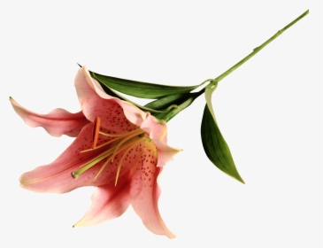 Stargazer Lily Clipart , Png Download - Stargazer Lily, Transparent Png, Free Download