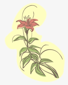 Vector Illustration Of Garden Lily Flower In Bloom, HD Png Download, Free Download