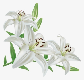 Madonna Lily Flower Lily "stargazer - White Lily Flower Clipart, HD Png Download, Free Download