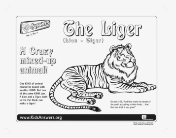 Transparent Liger Png - Liger Coloring Pages, Png Download, Free Download