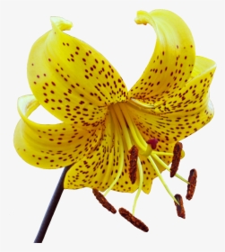 #lily #flower #yellow #spots #spotted #freetoedit - Tiger Lily, HD Png Download, Free Download