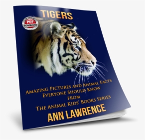 Transparent Liger Clipart - Siberian Tiger, HD Png Download, Free Download