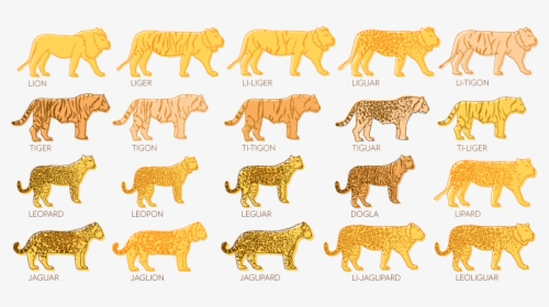 Liger Png, Transparent Png, Free Download