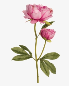 Two Pink Peonies - Drawing Of Peony With Stem, HD Png Download, Free Download