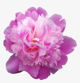 Peony, Transmission, Flowers, Pink Flower - Peonia Png, Transparent Png, Free Download