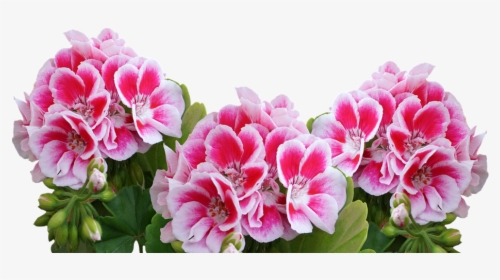 Flower,flowering Peony,common Peony,geranium,pink Flowers,annual - Geranium Png, Transparent Png, Free Download