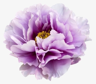 Japan Moutan Peony Flower Clip Art - Purple Watercolor Flower Clipart, HD Png Download, Free Download