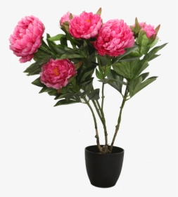 Transparent Peony Png - Common Peony, Png Download, Free Download