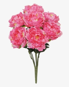 22 - Common Peony, HD Png Download, Free Download