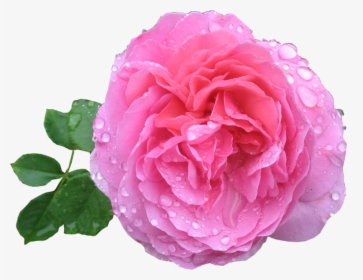 Pink Rose Png Hd - Rose Image Hd Png, Transparent Png, Free Download