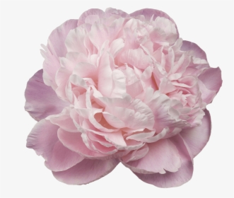 Transparent Peonies Clipart - Paeonia Nick Shaylor, HD Png Download, Free Download