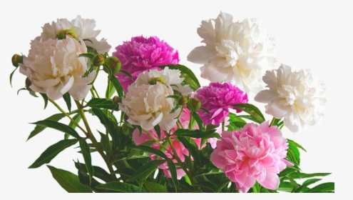 Peony, Roses, Spring, Blossom, Bloom, Flower, Nature - Bloom Flower Png, Transparent Png, Free Download