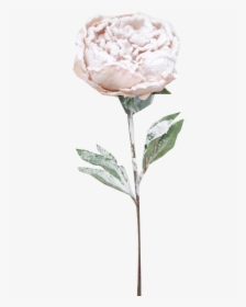 Snow Frosted Pink Peony Stem - Garden Roses, HD Png Download, Free Download