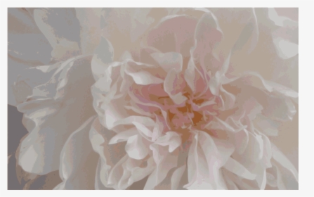 Pink Peony - Dahlia, HD Png Download, Free Download