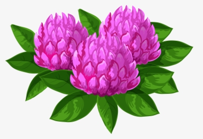 Wild-peony - Portable Network Graphics, HD Png Download, Free Download
