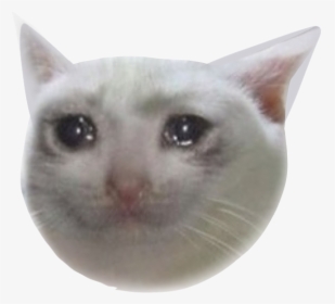 Cryingcat 181 Kb - Crying Cat Meme Png, Transparent Png, Free Download