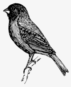 Line Drawing Of Finch, HD Png Download, Free Download