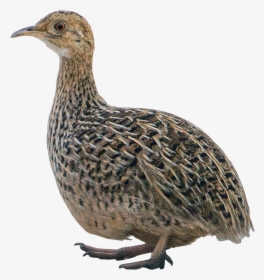 All Birds Wiki - Tinamou Png, Transparent Png, Free Download