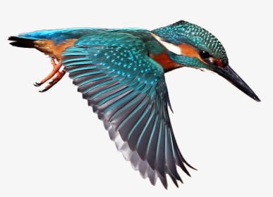 Transparent Bird - Kingfisher Png, Png Download, Free Download
