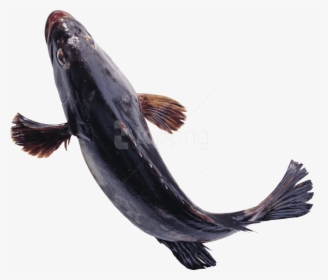 Free Png Download Fish Png Images Background Png Images - Fish Png, Transparent Png, Free Download
