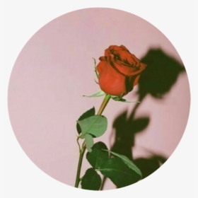 #rose #aesthetic #png #red #pink #circle, Transparent Png, Free Download